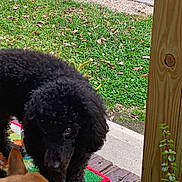 Lucy joined the competition — help win amazing prizes! animal, black_dog, brown_eyes, closeup, curly_fur, daylight, dog, doormat, ears, green_grass, nature, outdoor, pet, plants, playful, short_fur, sidewalk, tan_dog, two_dogs, wooden_porch