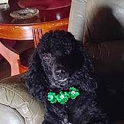 Lucy joined the competition — help win amazing prizes! dog, poodle, black_dog, pet, collar, green_collar, leather_chair, indoor, furniture, table, wooden_table, red_decor, curious, sitting, animal, cute, domestic_animal, companion, portrait, cozy