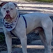 Bull joined the competition — help win amazing prizes! animal, bandana, canine, daytime, dog, ears, fur, grass, harness, leash, mammal, nature, nose, outdoor, path, pet, shadow, standing, tail, white_dog