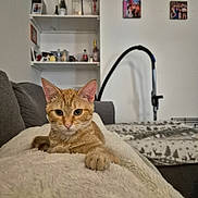 Spencer a rejoint le concours — aidez-le/la à gagner de superbes lots ! animal, blanket, cat, couch, cozy, cute, ears, feline, fur, furniture, home, indoor, orange_tabby, paw, pet, relaxed, resting, shelf, vacuum_cleaner, whiskers