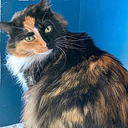 Bella joined the competition — help win amazing prizes! animal, blue_background, calico, cat, closeup, curious, cute, domestic_cat, feline, fluffy, fur, green_eyes, indoor, long_hair, looking_away, pet, portrait, sitting, soft_light, whiskers