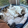 Luna is registered to the contest to win money with this photo: cat, fluffy, pet_bed, window, relaxed, indoor, fur, green_eyes, cozy, natural_light, curled_paws, domestic_cat, resting, whiskers, tabby, white_fur, soft_texture, lounging, home, cute