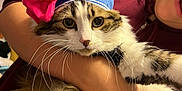 Luna joined the competition — help win amazing prizes! cat, animal, pet, fluffy, hat, bow, person, hand, indoor, shelf, clothing, maroon_hoodie, fur, whiskers, face, cute, holding, expression, background, cozy