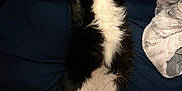 Nyx is registered to the contest to win money with this photo: cat, black_and_white, fluffy, lying_down, bed, blanket, cozy, paws, sleeping, relaxed, indoor, pet, feline, cute, whiskers, soft, domestic_animal, resting, fur, pink_nose