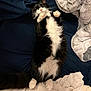 cat, black_and_white, fluffy, lying_down, bed, blanket, cozy, paws, sleeping, relaxed, indoor, pet, feline, cute, whiskers, soft, domestic_animal, resting, fur, pink_nose