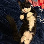 kitten, cat, sleeping, black_and_white, fur, paw, tail, blanket, quilt, cozy, cute, pet, animal, indoor, resting, soft, small, adorable, domestic_cat, relaxing