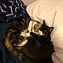 cat, sleeping, cozy, bed, blanket, pillow, feline, friendship, cute, fur, domestic_animal, animal, indoor, resting, two_animals, black_cat, tabby_cat, cuddle, pet, soft