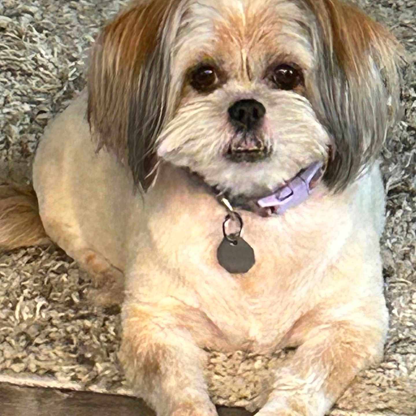 Sophie is registered to the contest to win money with this photo: animal, carpet, collar, companion, cute, dog, domestic, ears, floor, fur, furry, indoor, looking, lying_down, mammal, paws, pet, relaxed, small_dog, whiskers