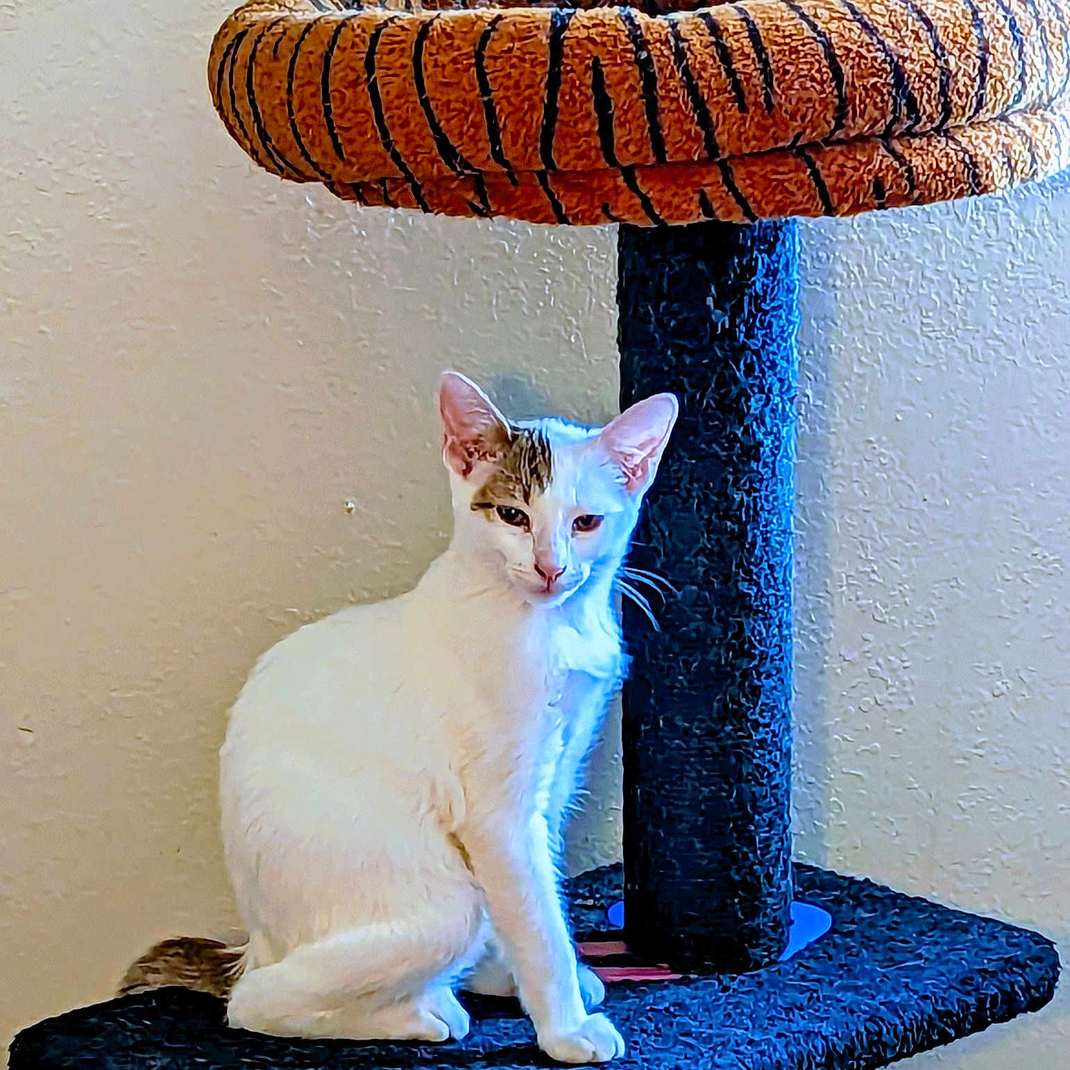 Fluff Jr