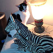 Cleopatra is registered to the contest to win money with this photo: animal, black_and_white, cat, contrast, curious, decor, furniture, home, indoor, lamp, lighting, pet, quiet, still_life, striped, table, vintage_lamp, white_cloth, wooden_sculpture, zebra_sculpture