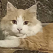 Roky participe au concours pour gagner de l'argent avec cette photo : abyssinian, angora, animal, art, brick, canine, cat, dog, drawing, face, head, kitten, manx, painting, person, pet, slate, snout, whitedog