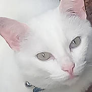 Tarzan participe au concours pour gagner de l'argent avec cette photo : cat, white_cat, pet, animal, close_up, collar, bell, resting, bed, feline, indoor, cute, fur, ears, eyes, pink_nose, cozy, domestic_animal, portrait, relaxed