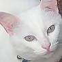 cat, white_cat, pet, animal, close_up, collar, bell, resting, bed, feline, indoor, cute, fur, ears, eyes, pink_nose, cozy, domestic_animal, portrait, relaxed