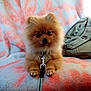 dog, puppy, pomeranian, fluffy, leash, blanket, patterned_blanket, indoor, pet, cute, small_dog, fur, ears, face, sitting, looking, backpack, cozy, animal, companion