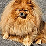 animal, canine, chow, cockerspaniel, dog, lion, pet, puppy, road