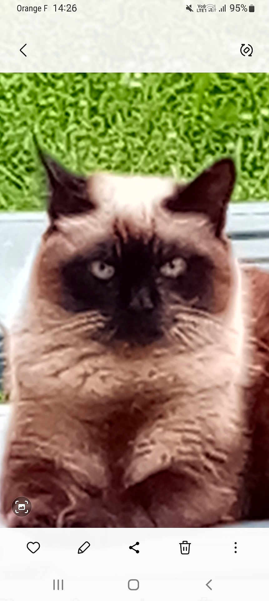 Minette