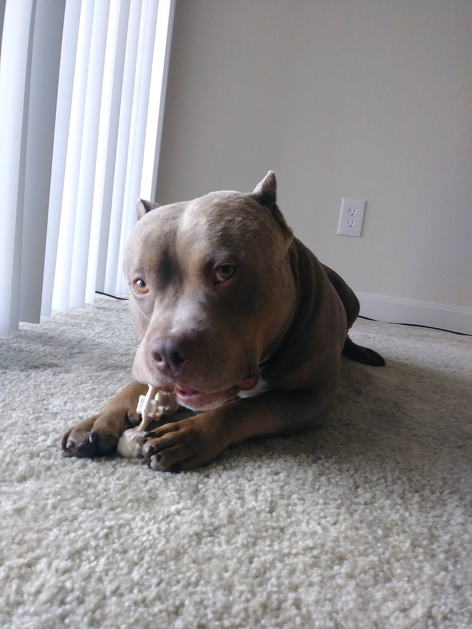 Chapo joined the competition — help win amazing prizes! american_pit_bull_terrier, american_staffordshire_terrier, bull_and_terrier, canidae, carnivore, dog, dog_breed, ear, fawn, mammal, non_sporting_group, nose, pit_bull, snout, staffordshire_bull_terrier, vertebrate