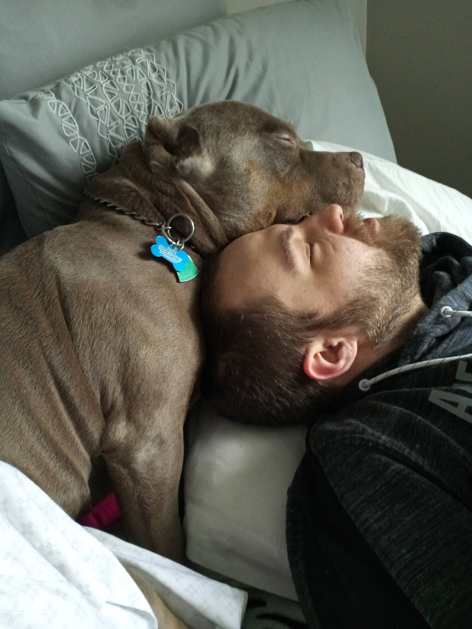 Chapo is registered to the contest to win money with this photo: birth, canidae, carnivore, comfort, companion_dog, dog, dog_breed, fawn, nap, sleep, snout, sporting_group, weimaraner