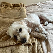 Yoshy participe au concours pour gagner de l'argent avec cette photo : animal, bed, blanket, canine, closeup, comfort, cozy, cute, dog, fur, home, indoor, lying_down, paw, pet, relaxed, resting, sleepy, soft, white_dog