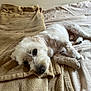 animal, bed, blanket, canine, closeup, comfort, cozy, cute, dog, fur, home, indoor, lying_down, paw, pet, relaxed, resting, sleepy, soft, white_dog