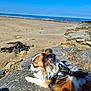 Ritou a rejoint le concours — aidez-le/la à gagner de superbes lots ! dog, beach, sand, rock, sea, sky, sunny, outdoor, canine, pet, harness, water, coast, nature, sunlight, animal, relaxing, daytime, shore, fur