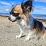 Ritou a rejoint le concours — aidez-le/la à gagner de superbes lots ! dog, small_dog, long_hair, tongue_out, beach, ocean, sky, clouds, outdoor, sunny, sand, concrete, pet, animal, fluffy, side_view, nature, daytime, cute, windy