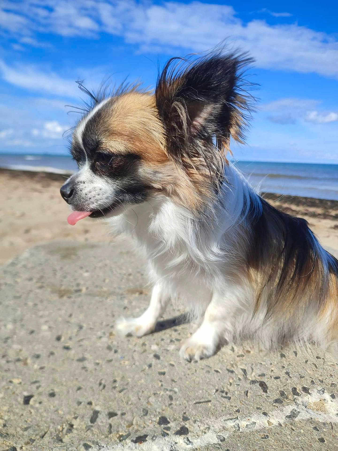 Ritou a rejoint le concours — aidez-le/la à gagner de superbes lots ! dog, small_dog, long_hair, tongue_out, beach, ocean, sky, clouds, outdoor, sunny, sand, concrete, pet, animal, fluffy, side_view, nature, daytime, cute, windy