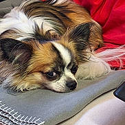 Ritou participe au concours pour gagner de l'argent avec cette photo : dog, small_dog, long_hair, resting, blanket, indoor, close_up, fur, pet, animal, sleepy, cute, face, ears, nose, brown, white, black, red_fabric, cozy