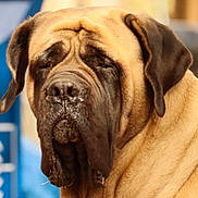 Shana a rejoint le concours — aidez-le/la à gagner de superbes lots ! animal, brown_fur, canine, close_up, cute, dog, droopy_ears, expression, face, friendly, furry, large_dog, looking_away, mastiff, muzzle, outdoor, pet, portrait, snout, wrinkled_face