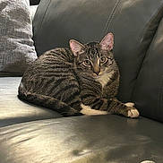 Ramsey joined the competition — help win amazing prizes! cat, tabby_cat, pet, animal, feline, couch, leather, pillow, blanket, indoor, resting, relaxed, striped, domestic_animal, cozy, fur, whiskers, ears, paw, living_room