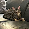 cat, tabby_cat, pet, animal, feline, couch, leather, pillow, blanket, indoor, resting, relaxed, striped, domestic_animal, cozy, fur, whiskers, ears, paw, living_room