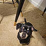 baseboard, beige_carpet, big_eyes, black_dog, carpet, chair, curious_expression, dog, ears, gold_tips, home, indoor, looking_up, pet, portrait, shadow, small_dog, table, table_legs, tail