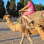 animal, blue_sky, camel, cap, child, daytime, headwear, outdoor, patterned_blanket, person, pet, pink_clothing, riding, shadow, smiling, sunny, tourist, trees, vacation, walkway