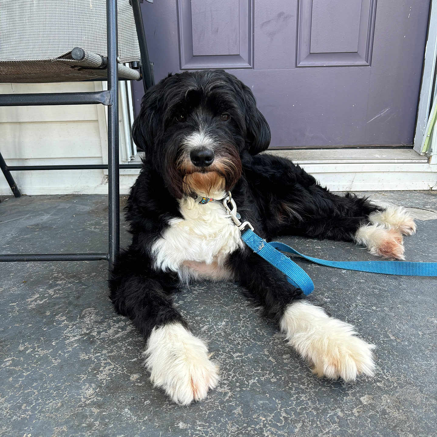 Nezuko Marie is registered to the contest to win money with this photo: accessories, affenpinscher, animal, belt, canine, cockerspaniel, dog, door, hardwood, hound, leash, path, pet, poodle, puppy, slate, strap, terrier, walkway, wood