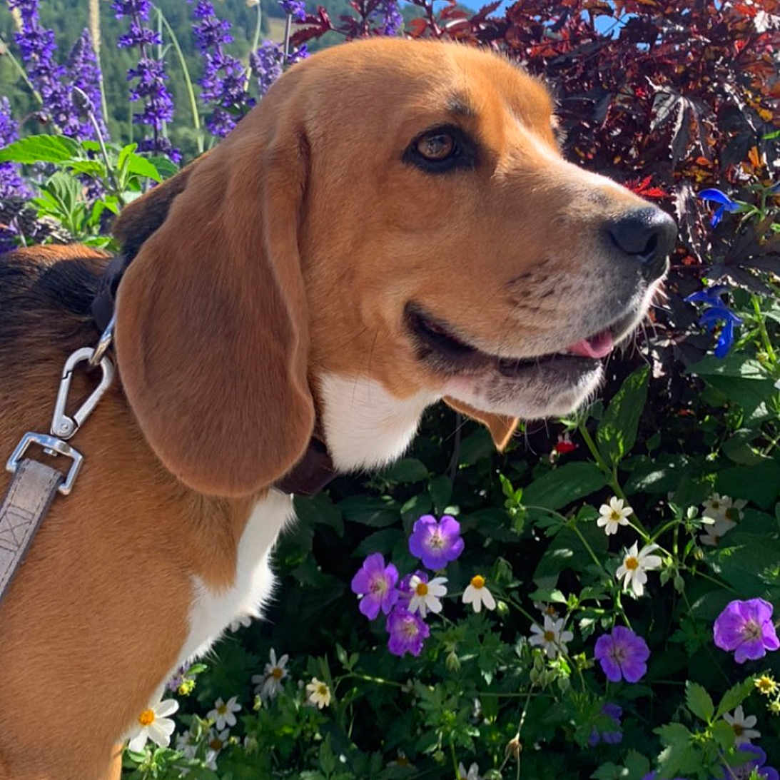 Snoopy a rejoint le concours — aidez-le/la à gagner de superbes lots ! animal, canine, daisy, dog, flower, geranium, herbal, herbs, hound, jar, pet, petal, plant, planter, pottedplant, pottery, puppy, purple, vase, vegetation