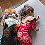 Mei is registered to the contest to win money with this photo: toddler, dog, pajamas, red_clothing, snowflake_pattern, sleeping, couch, indoor, wooden_floor, curly_hair, pet, companion, resting, cozy, blanket, collar, home, child, animal, relaxation