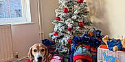 Mei is registered to the contest to win money with this photo: toddler, crying, dog, christmas_tree, presents, holiday, indoor, wooden_floor, decorations, red_sweater, elf_costume, toy, window, radiator, wrapped_gifts, festive, pet, child, celebration, home