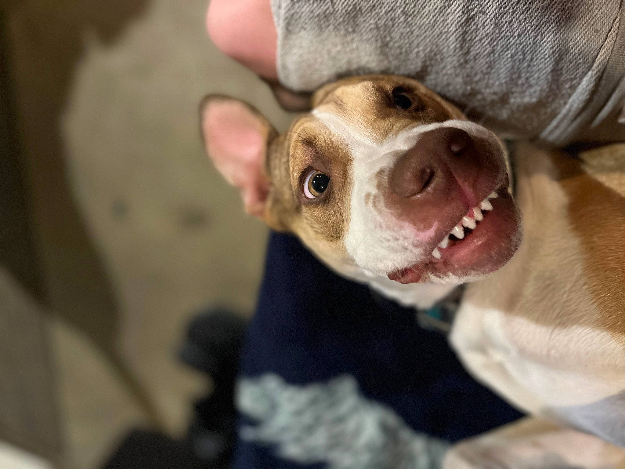 Opie joined the competition — help win amazing prizes! canidae, carnivore, collar, companion_dog, dog, dog_breed, dog_clothes, dog_collar, ear, fawn, fur, gesture, nail, paw, smile, snout, sporting_group, toy_dog, whiskers, working_animal