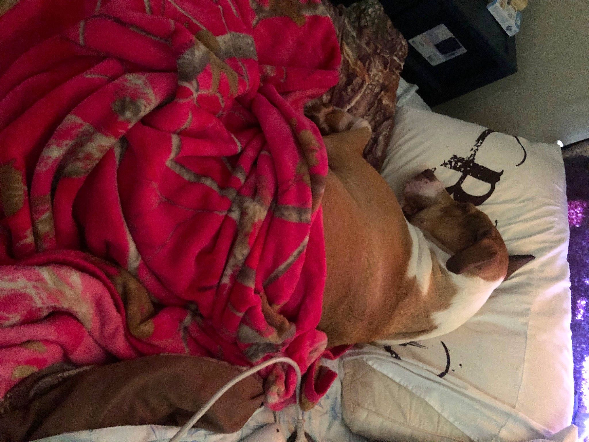 Opie is registered to the contest to win money with this photo: abdomen, art, carmine, comfort, fashion_accessory, fictional_character, flesh, fur, human_leg, knee, linens, magenta, petal, pink, plant, room, rose, textile, thigh, wool