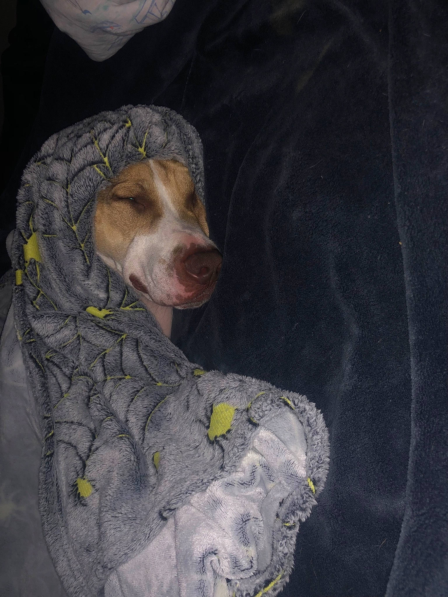 Opie is registered to the contest to win money with this photo: braque_francais, carnivore, cocker_spaniel, companion_dog, dog, dog_breed, fur, guard_dog, gun_dog, liver, pointing_breed, sleeve, spaniel, sporting_group, whiskers, working_animal