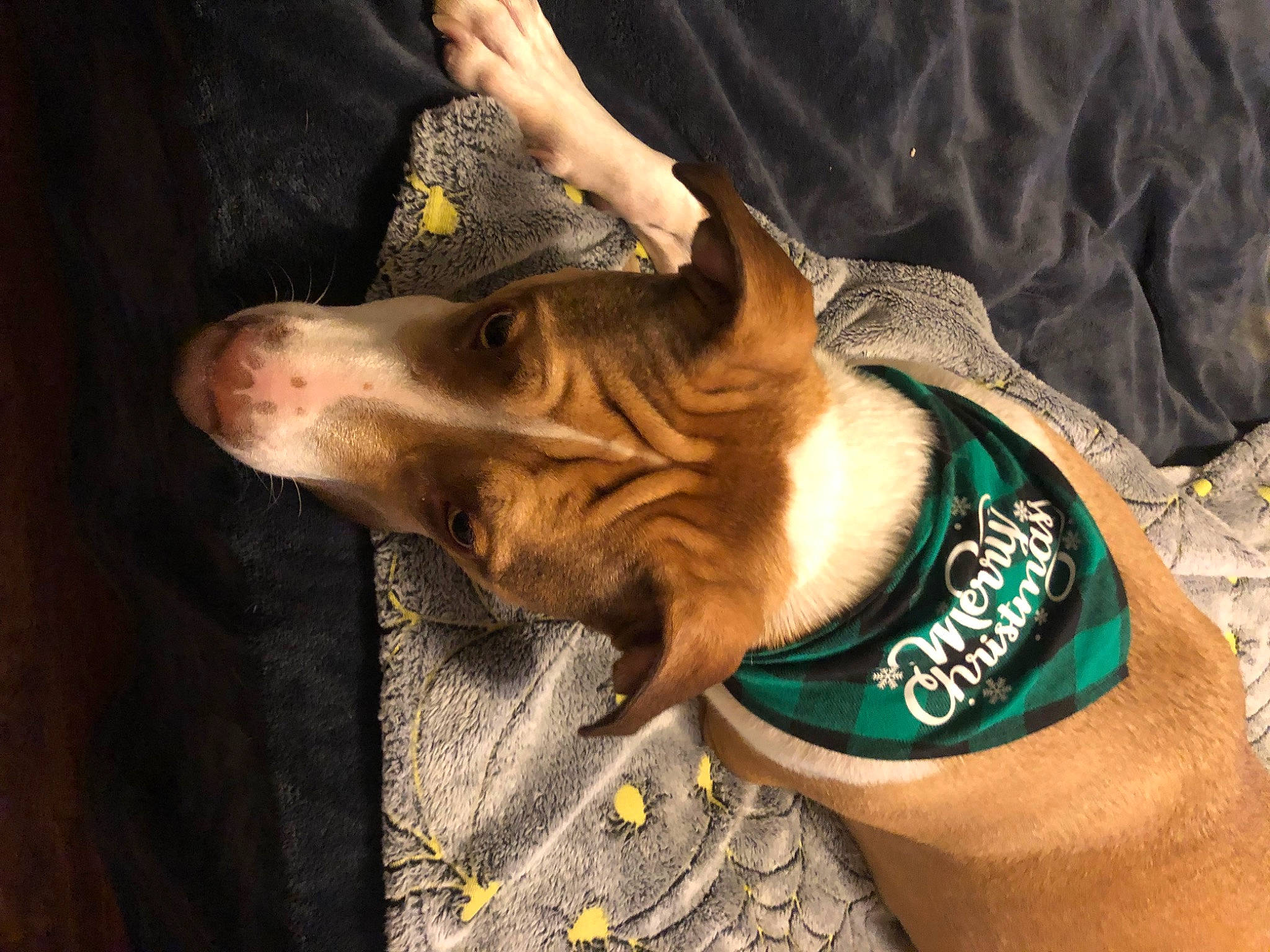 Opie joined the competition — help win amazing prizes! canidae, carnivore, collar, companion_dog, dog, dog_breed, dog_collar, elbow, fashion_accessory, fawn, fur, gesture, human_leg, sleeve, snout, sporting_group, whiskers, working_animal, wrinkle, wrist
