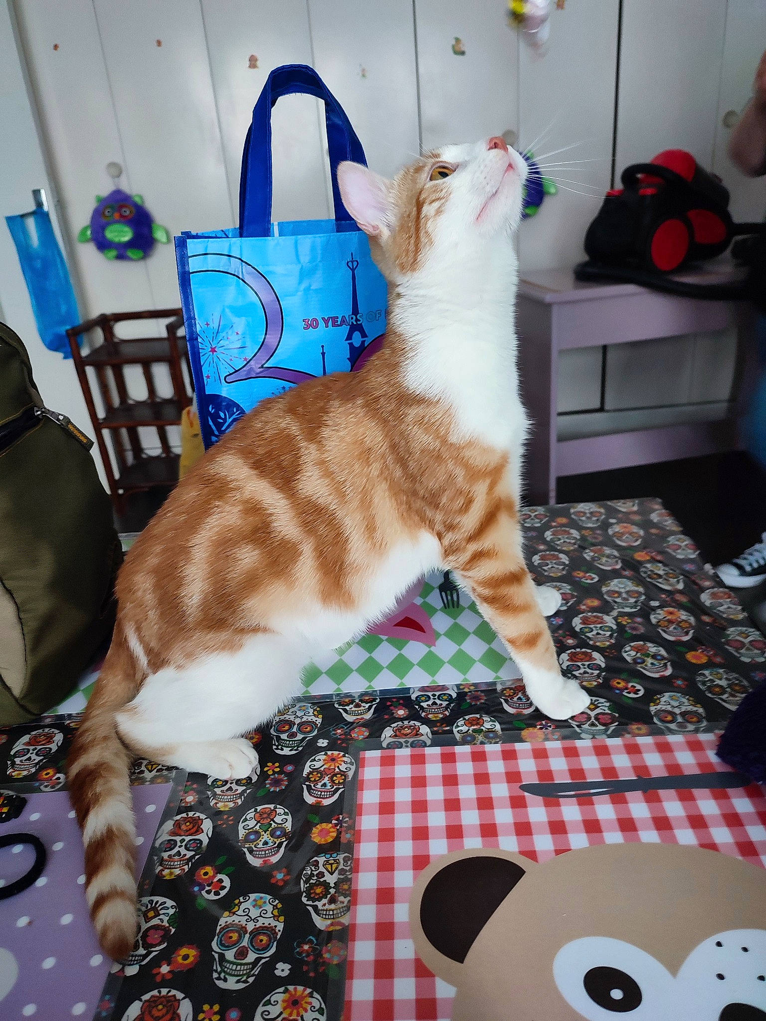 Namy a rejoint le concours — aidez-le/la à gagner de superbes lots ! canidae, carnivore, cat, chair, comfort, companion_dog, couch, domestic_short_haired_cat, fawn, felidae, fur, guitar, hardwood, linens, living_room, room, small_to_medium_sized_cats, tail, whiskers, white