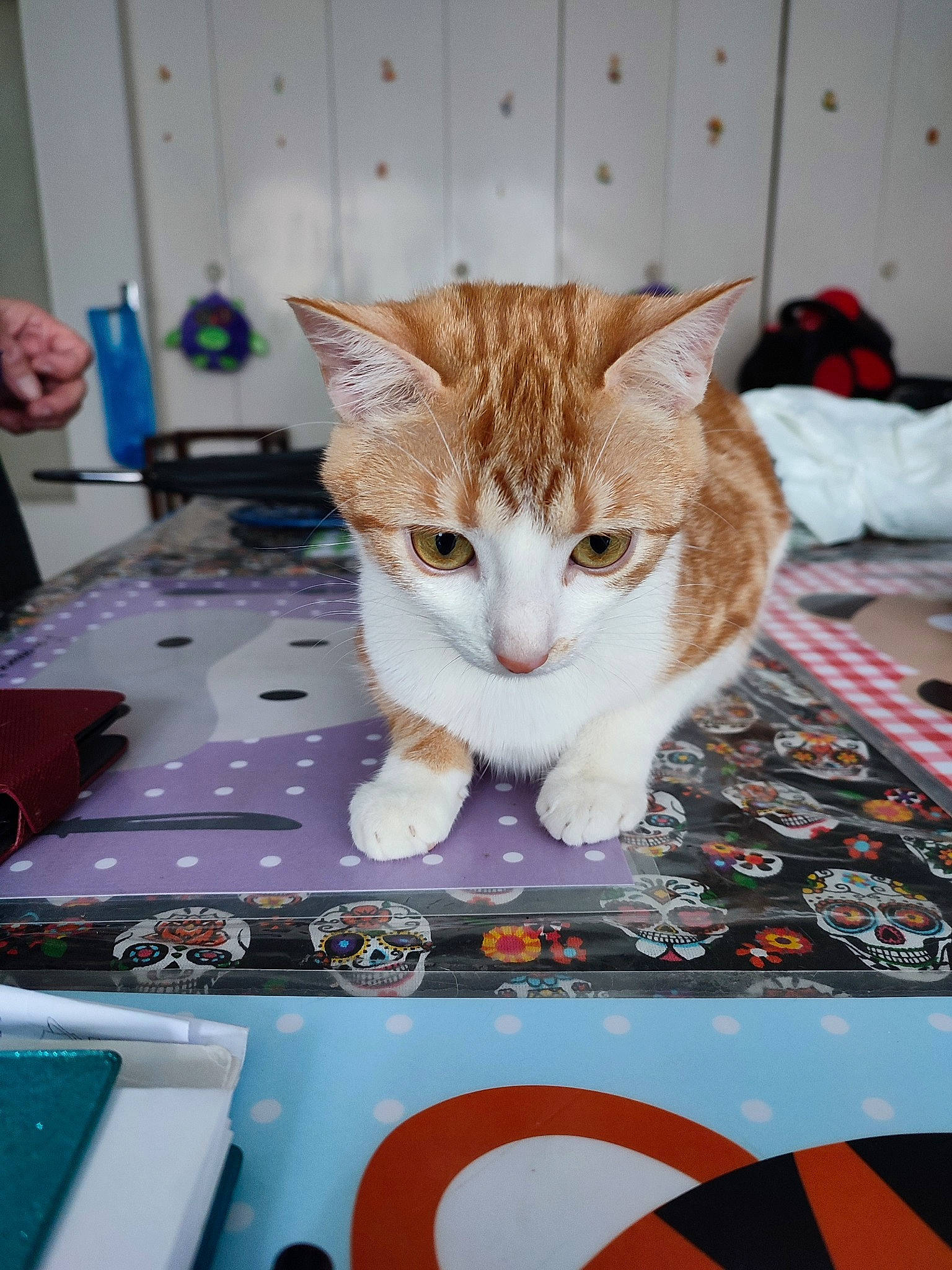 Namy participe au concours pour gagner de l'argent avec cette photo : carnivore, cat, comfort, desk, domestic_short_haired_cat, fawn, felidae, flooring, fur, leisure, linens, paw, recreation, room, small_to_medium_sized_cats, tail, whiskers