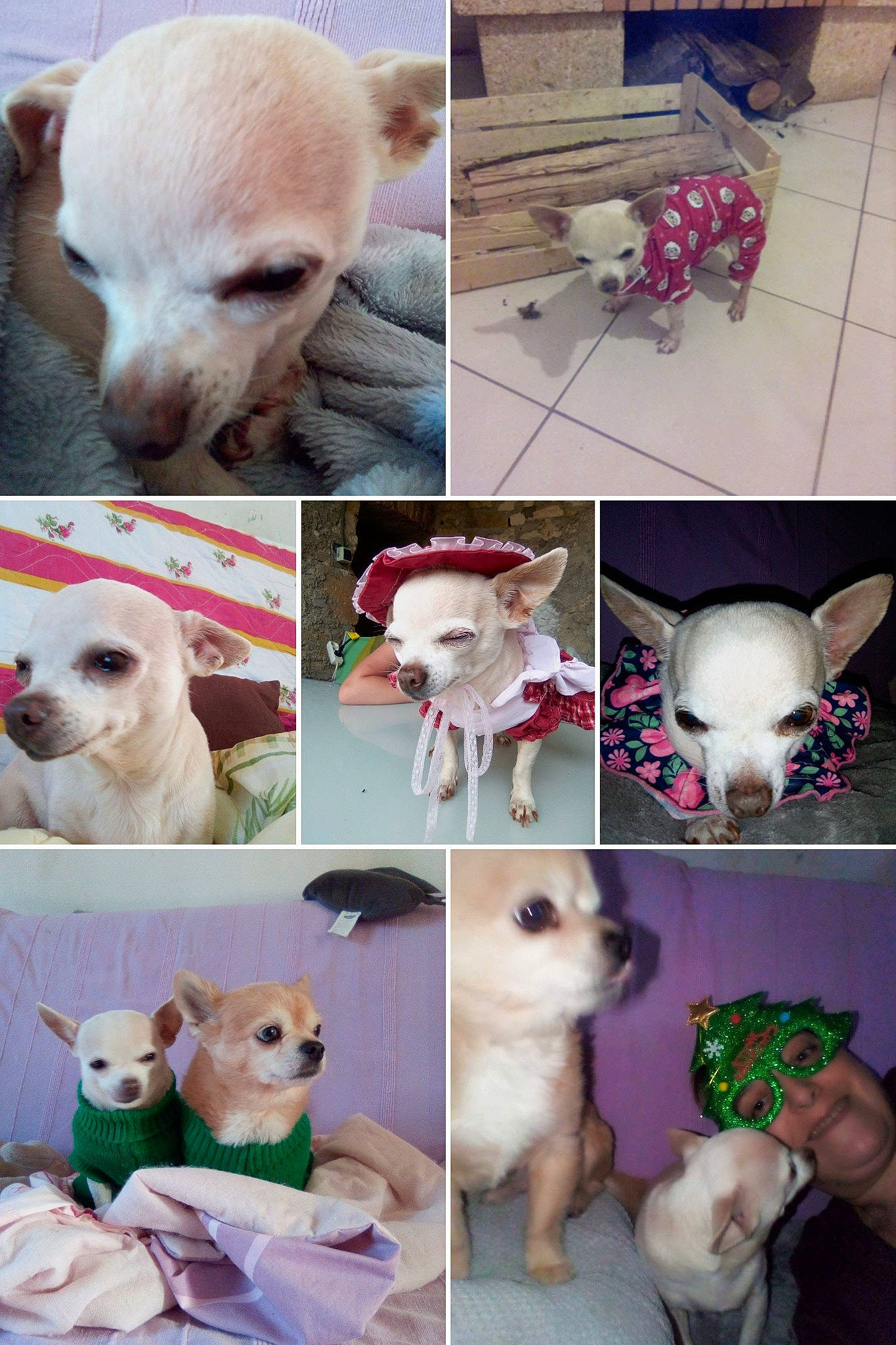 Kaly participe au concours pour gagner de l'argent avec cette photo : art, carnivore, collage, companion_dog, dog, dog_breed, dog_supply, ear, fawn, fur, green, pet_supply, photo_caption, snout, sporting_group, toy_dog, vertebrate, whiskers, white, working_animal