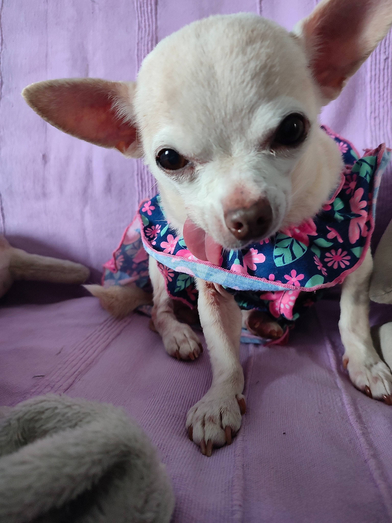 Kaly participe au concours pour gagner de l'argent avec cette photo : canidae, carnivore, chihuahua, collar, comfort, companion_dog, dog, dog_breed, dog_clothes, dog_collar, dog_supply, ear, fawn, pet_supply, pink, snout, sporting_group, toy_dog, whiskers, working_animal