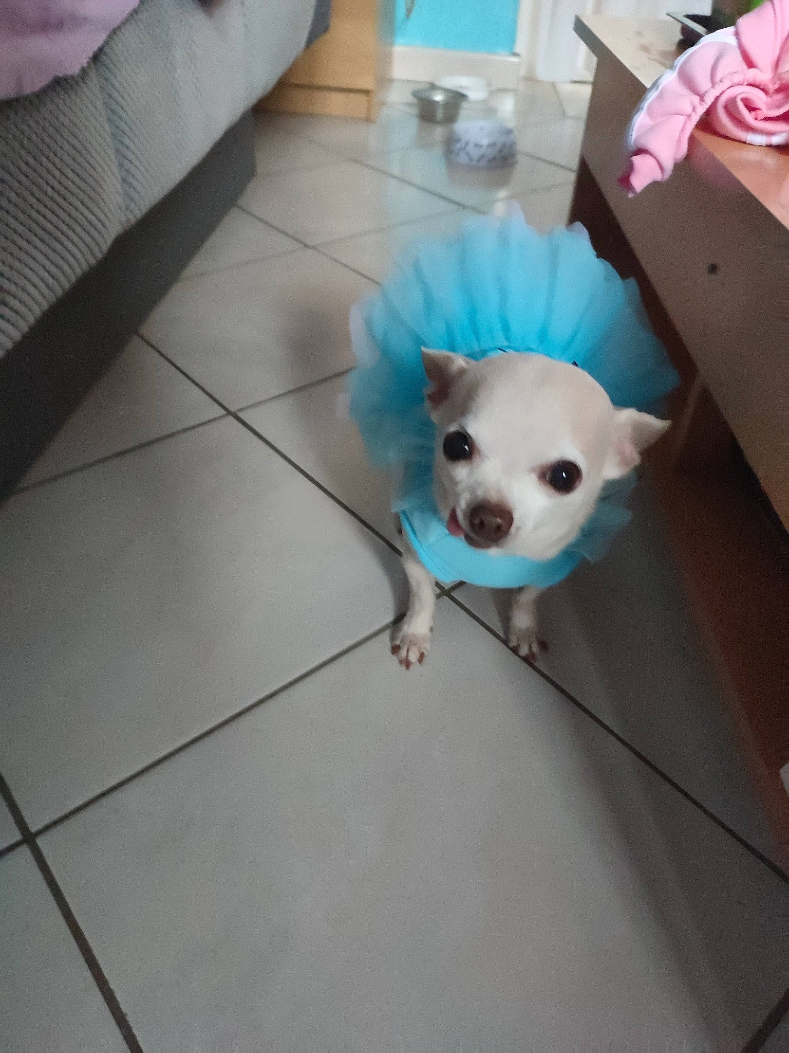 Kaly a rejoint le concours — aidez-le/la à gagner de superbes lots ! baby_products, bag, canidae, carnivore, companion_dog, couch, dog, dog_breed, dog_supply, fawn, floor, flooring, fur, snout, stuffed_toy, tail, toy_dog, whiskers, wood, working_animal