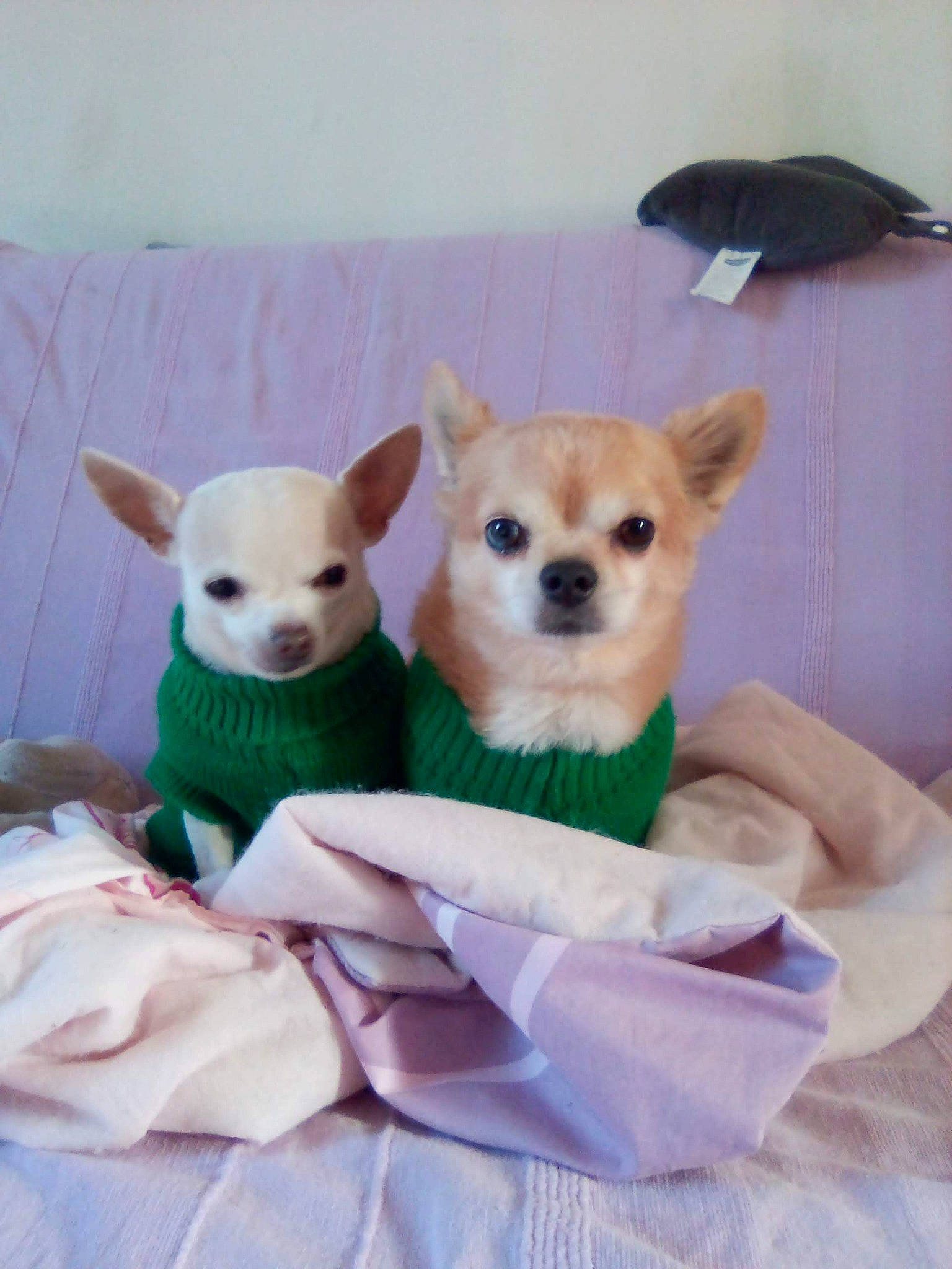 Kaly a rejoint le concours — aidez-le/la à gagner de superbes lots ! ancient_dog_breeds, canidae, carnivore, chihuahua, comfort, companion_dog, dog, dog_breed, dog_supply, fawn, fur, non_sporting_group, plush, snout, stuffed_toy, tail, toy_dog, whiskers, working_animal