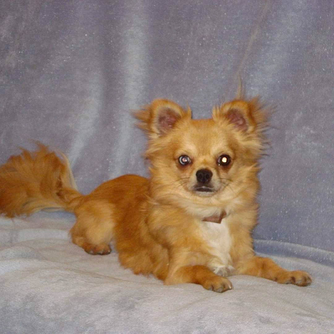 Holaf participe au concours pour gagner de l'argent avec cette photo : canidae, carnivore, companion_dog, corgi_chihuahua, dog, dog_breed, dog_supply, fawn, fur, liver, non_sporting_group, paw, snout, spitz, sporting_group, terrestrial_animal, toy_dog, volpino_italiano, whiskers, working_animal