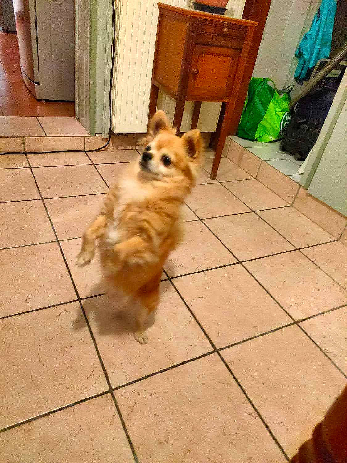 Holaf a rejoint le concours — aidez-le/la à gagner de superbes lots ! cabinetry, carnivore, companion_dog, dog, dog_breed, drawer, fawn, floor, flooring, fur, german_spitz, hardwood, pomeranian, road_surface, spitz, tail, toy_dog, whiskers, wood, wood_stain