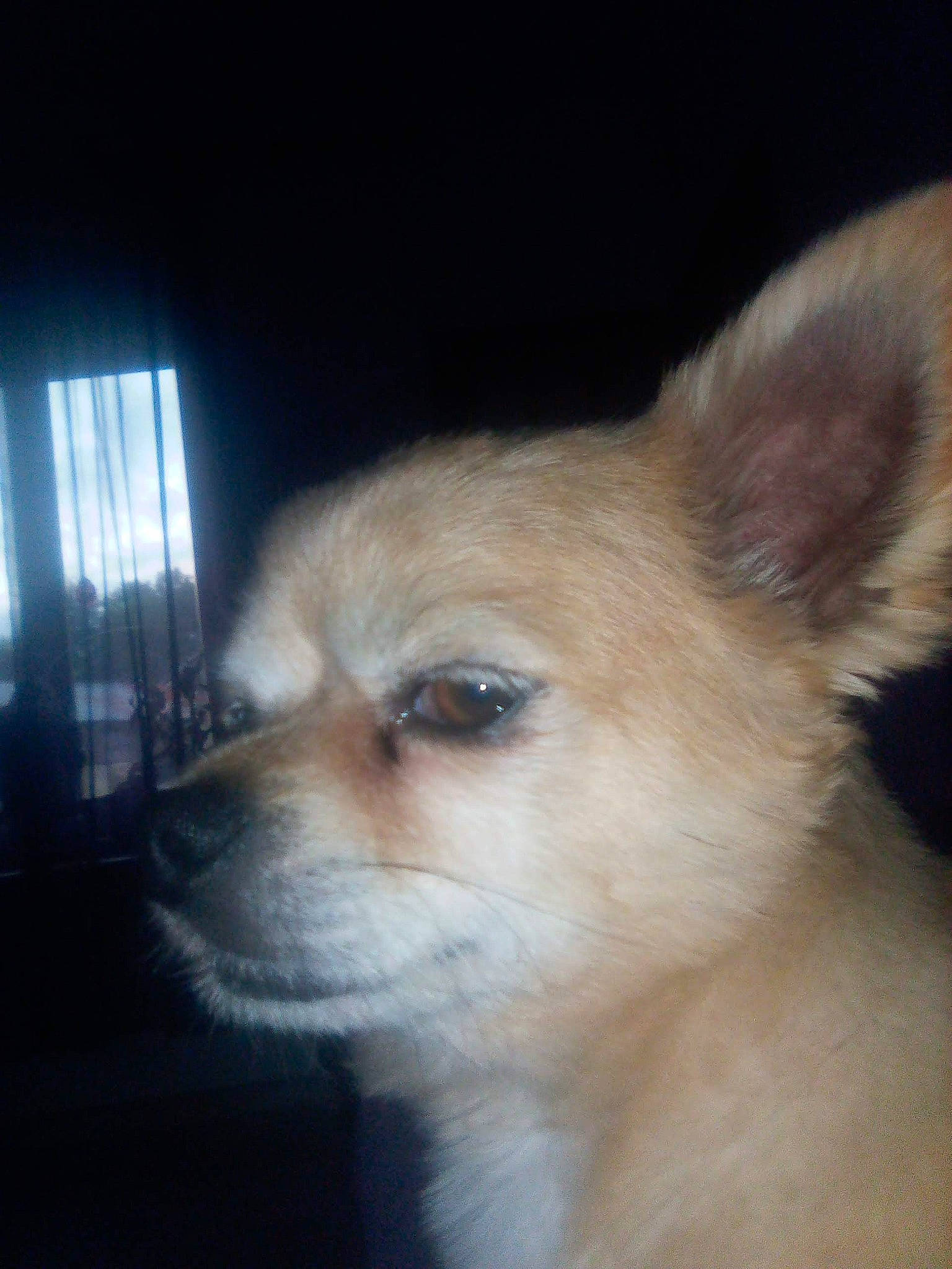 Holaf a rejoint le concours — aidez-le/la à gagner de superbes lots ! canidae, carnivore, companion_dog, dog, dog_breed, ear, fawn, fur, non_sporting_group, snout, sporting_group, terrestrial_animal, toy_dog, whiskers, wildlife, window